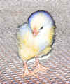 06-02 chicken farm IMG_2369 web.JPG (268231 bytes)